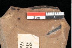 Foto (Detailansicht) von Pinus ciliata Ettingshausen (NHMW-GEO-2024-0188-0332)